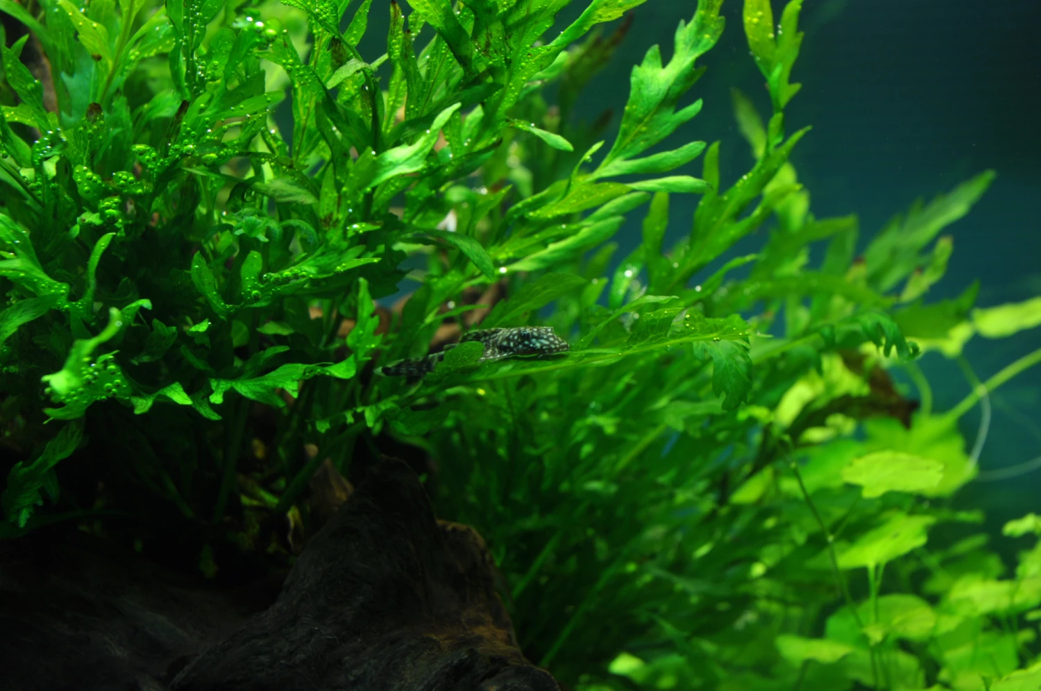 Kongo Wasserfarn Auf Wurzel / Bolbitis Heudelotii Auf Einer Wurzel 4 Kongo Wasserfarn Auf Wurzel / Bolbitis Heudelotii Auf Einer Wurzel – Bild 2