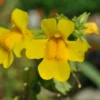 Gelbe Gauklerblume / Mimulus Luteus Im 9x9 Cm Topf -Hobby || DENNERLE || Flamingo Verkäufe 720Wo 1 1