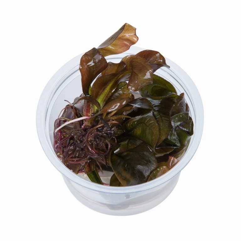 1-2-GROW! Kleine Rote Schwertpflanze / Echinodorus Reni 4 1-2-GROW! Kleine Rote Schwertpflanze / Echinodorus Reni – Bild 2