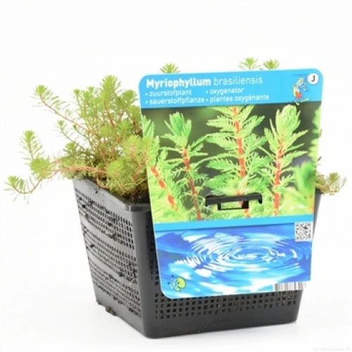 Papageienfeder / Myriophyllum Brasiliensis Im 9x9 Cm Topf 3 Papageienfeder / Myriophyllum Brasiliensis Im 9x9 Cm Topf