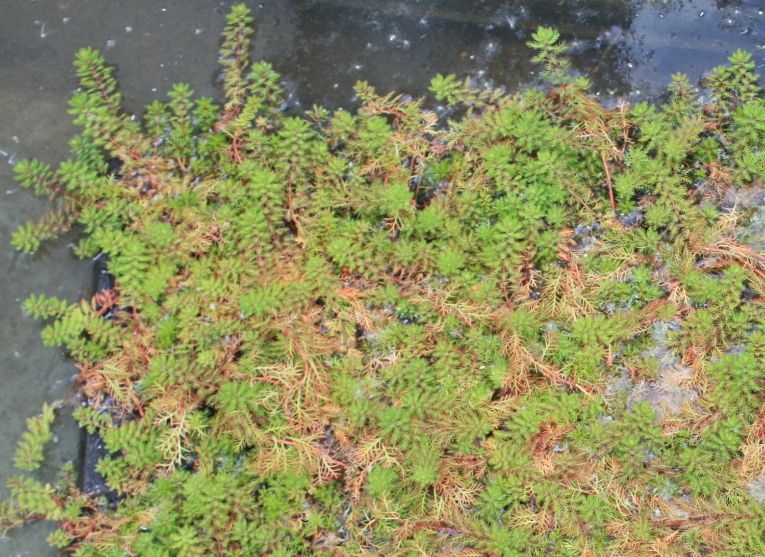 Papageienfeder / Myriophyllum Brasiliensis Im 9x9 Cm Topf 4 Papageienfeder / Myriophyllum Brasiliensis Im 9x9 Cm Topf – Bild 2