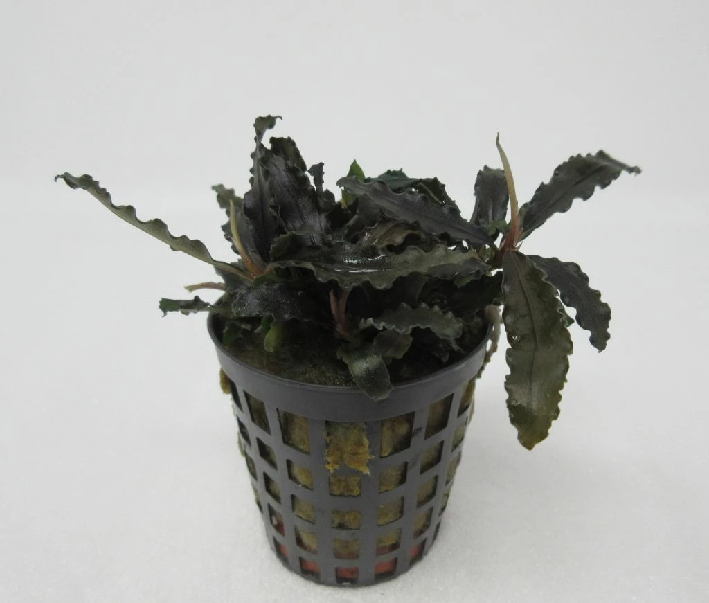 Bucephalandra Spec. ´Deep Purple´ Im Topf ***RARITÄT*** 3 Bucephalandra Spec. ´Deep Purple´ Im Topf ***RARITÄT***