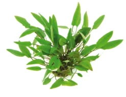 Geflammt Braunblättriger Wasserkelch / Cryptocoryne Affinis