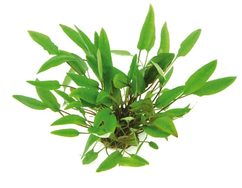 Geflammt Braunblättriger Wasserkelch / Cryptocoryne Affinis 3 Geflammt Braunblättriger Wasserkelch / Cryptocoryne Affinis