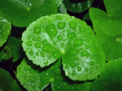 Brasilianischer Wassernabel / Hydrocotyle Leucocephala Im Topf -Hobby || DENNERLE || Flamingo Verkäufe 797DE 1 4