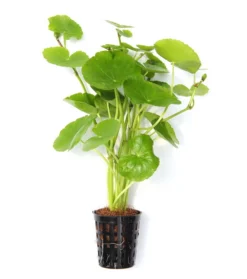 Brasilianischer Wassernabel / Hydrocotyle Leucocephala Im Topf -Hobby || DENNERLE || Flamingo Verkäufe 797DE 1 5