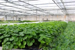 Brasilianischer Wassernabel / Hydrocotyle Leucocephala Im Topf -Hobby || DENNERLE || Flamingo Verkäufe 797DE 1 6