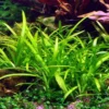 1-2-GROW! Kleines Flutendes Pfeilkraut / Sagittaria Subulata (sabulata) Von TROPICA