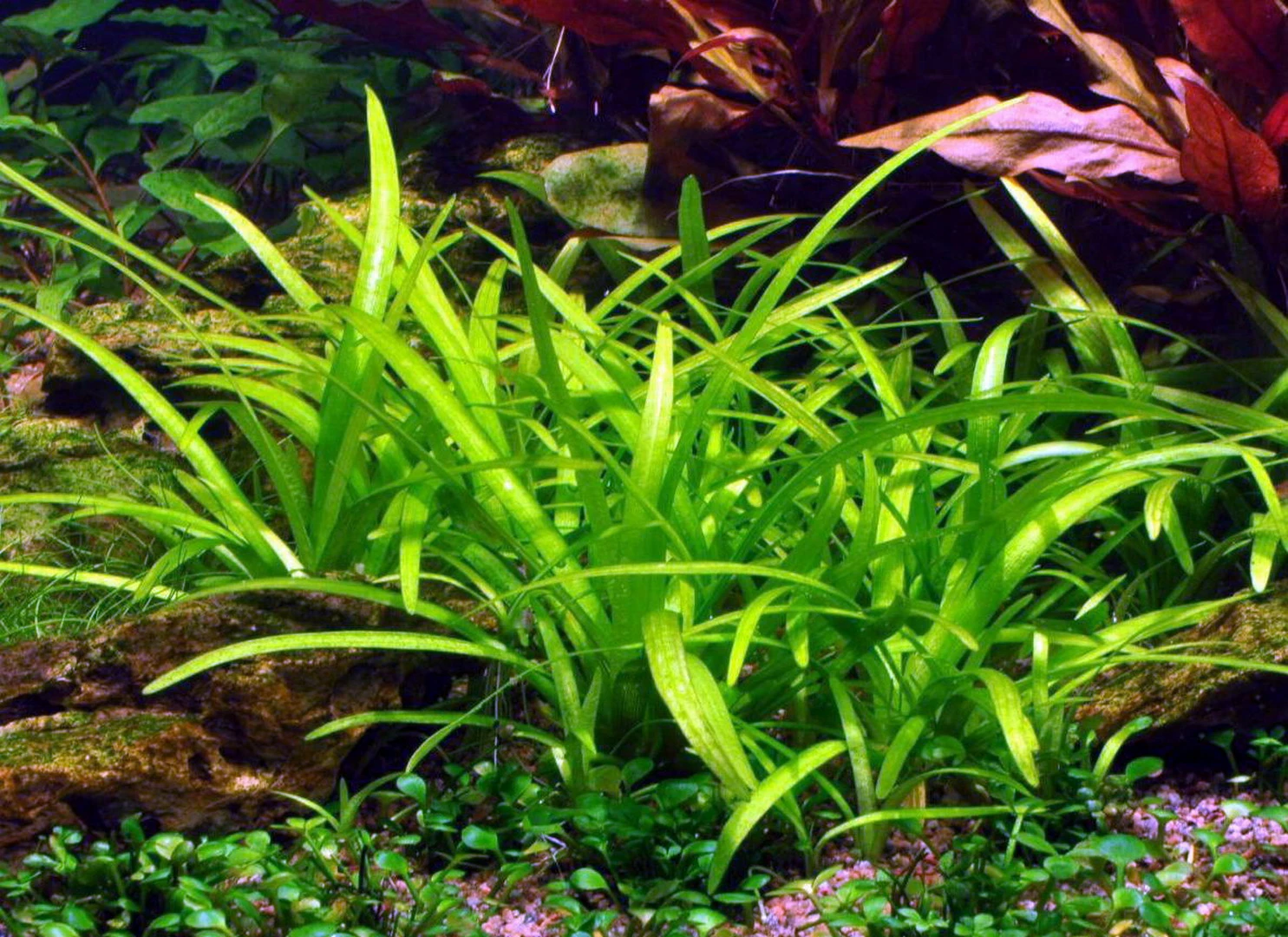 1-2-GROW! Kleines Flutendes Pfeilkraut / Sagittaria Subulata (sabulata) Von TROPICA 3 1-2-GROW! Kleines Flutendes Pfeilkraut / Sagittaria Subulata (sabulata) Von TROPICA