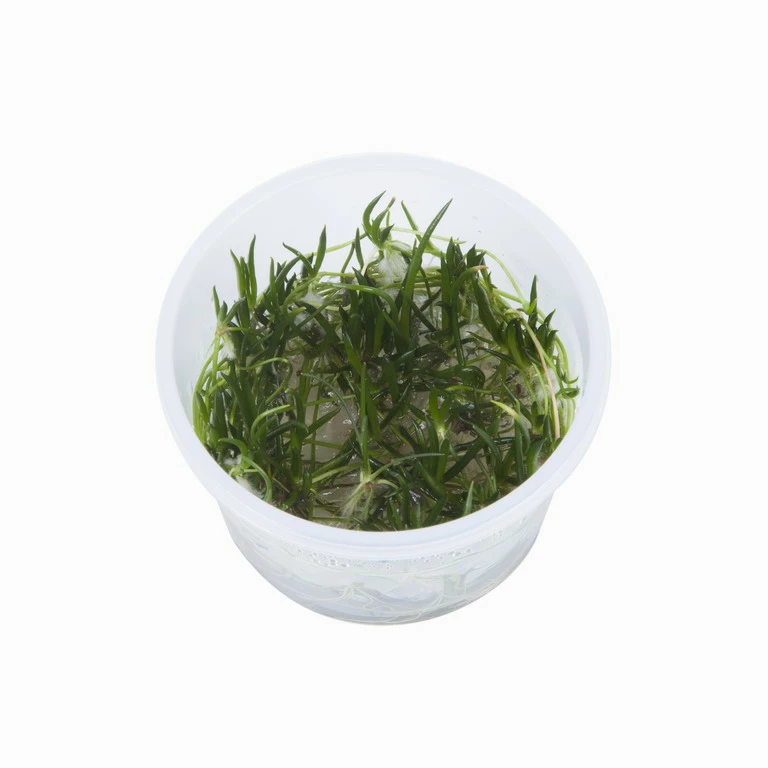 1-2-GROW! Europäischer Strandling / Littorella Uniflora 4 1-2-GROW! Europäischer Strandling / Littorella Uniflora – Bild 2