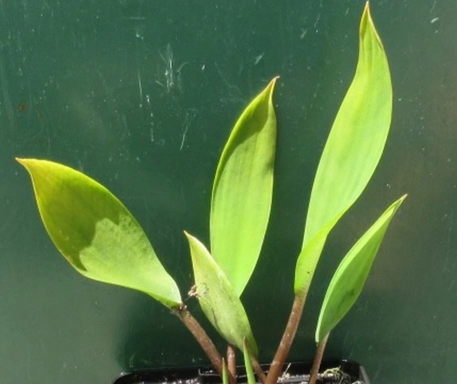 Goldkeule, Gelb / Orontium Aquaticum Im 9x9 Cm Topf 3 Goldkeule, Gelb / Orontium Aquaticum Im 9x9 Cm Topf