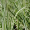 Rohrglanzgras, Weiß-gestreift / Phalaris Arundinacea 'Picta' Im 9x9 Cm Topf