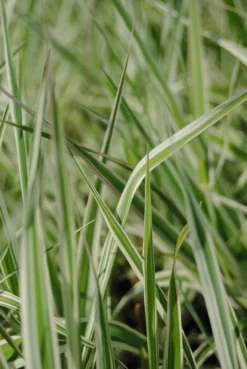 Rohrglanzgras, Weiß-gestreift / Phalaris Arundinacea 'Picta' Im 9x9 Cm Topf