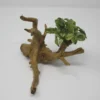 Geschecktes Zwergspeerblatt-Spiderwood / Künstliche Nano-Moorwurzel Mit Anubias Nana ´Pinto´ -Hobby || DENNERLE || Flamingo Verkäufe 87871 3wf 1 1