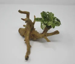 Geschecktes Zwergspeerblatt-Spiderwood / Künstliche Nano-Moorwurzel Mit Anubias Nana ´Pinto´