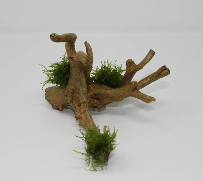 Christmas Moss-Spiderwood / Künstliche Nano-Moorwurzel Mit Vesicularia Dubyana 'Christmas' 3 Christmas Moss-Spiderwood / Künstliche Nano-Moorwurzel Mit Vesicularia Dubyana 'Christmas'