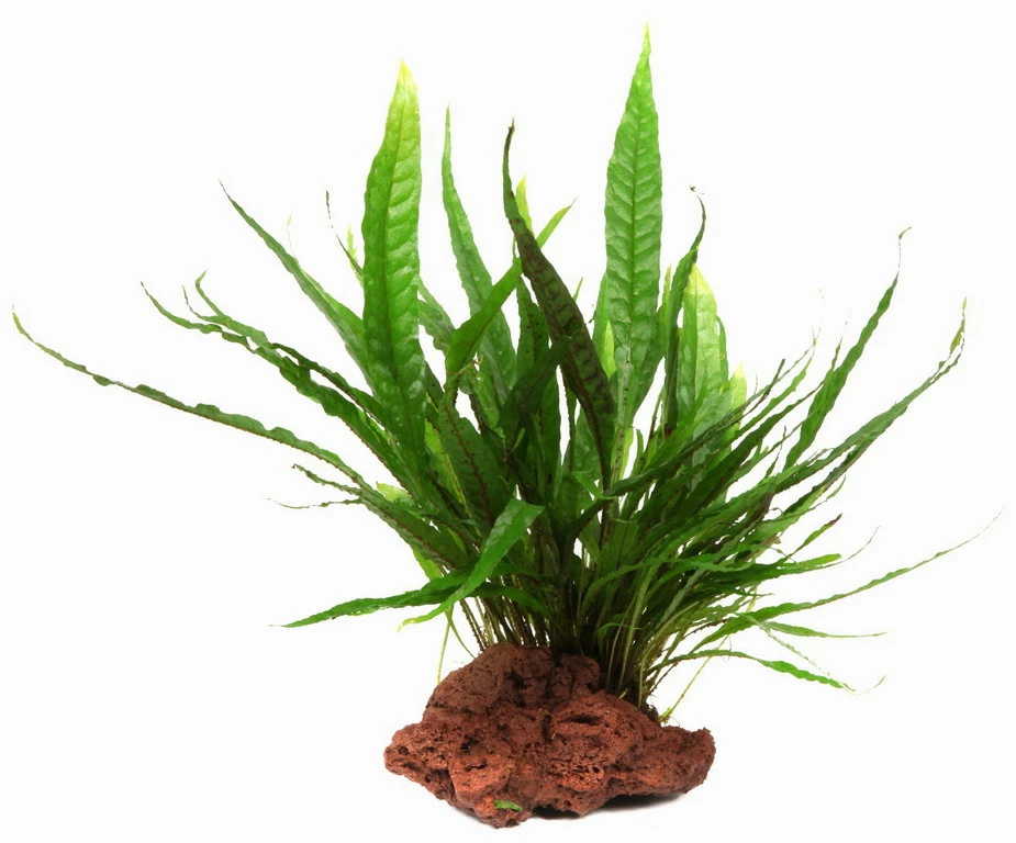 Kleiner Lavastein Mit Javafarn / Microsorum Pteropus Auf Lavastein - Gr. S 3 Kleiner Lavastein Mit Javafarn / Microsorum Pteropus Auf Lavastein - Gr. S