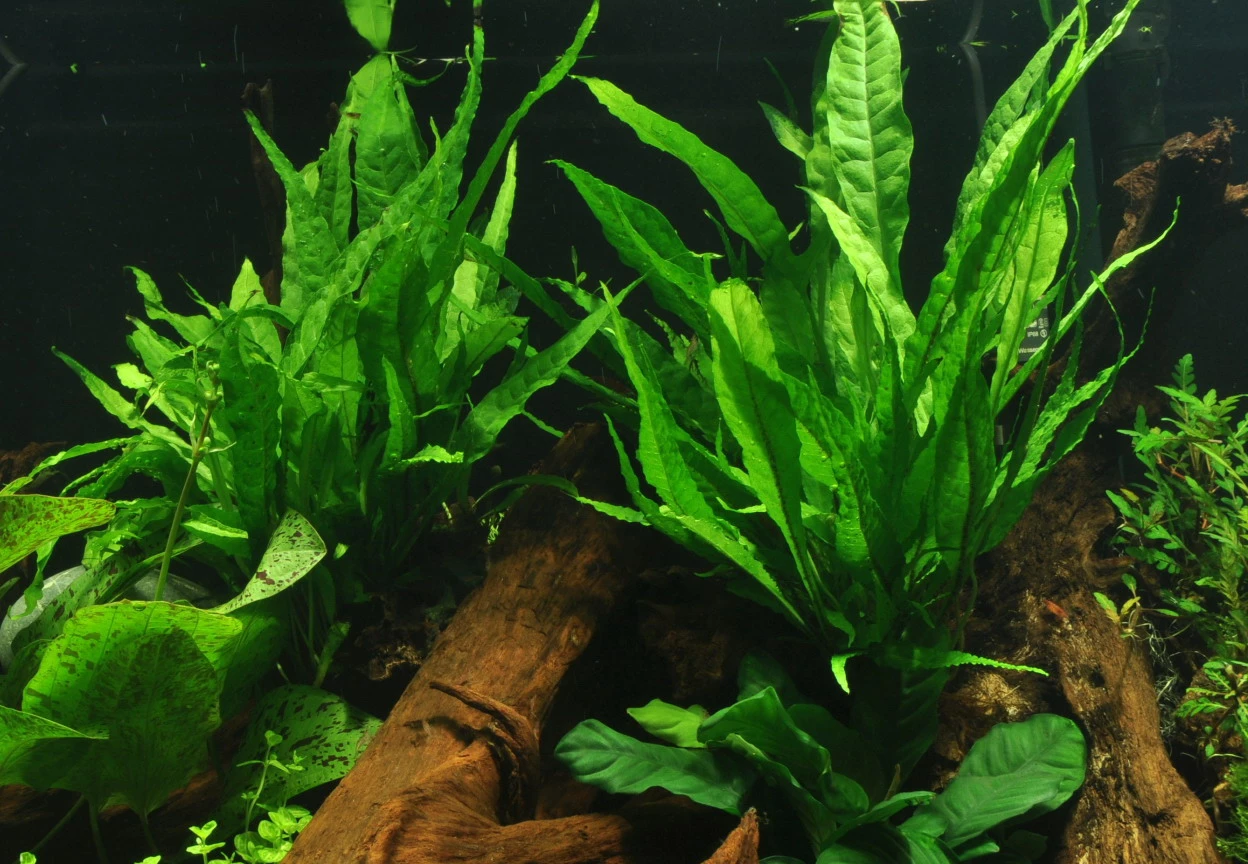 Kleiner Lavastein Mit Javafarn / Microsorum Pteropus Auf Lavastein - Gr. S 4 Kleiner Lavastein Mit Javafarn / Microsorum Pteropus Auf Lavastein - Gr. S – Bild 2