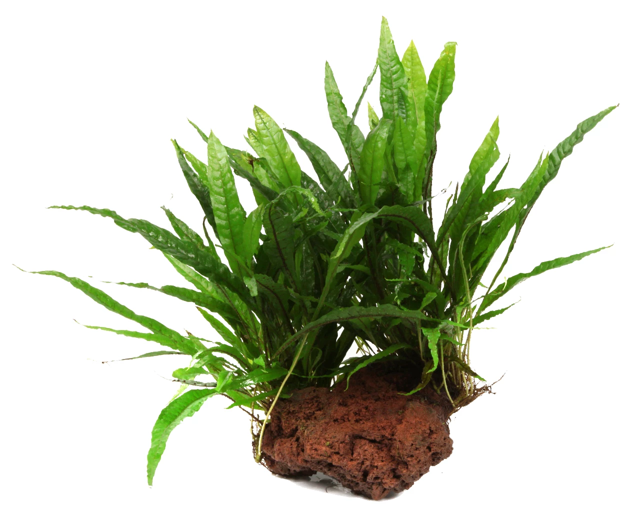 Großer Lavastein Mit Javafarn / Microsorum Pteropus Auf Lavastein - Gr. XL 3 Großer Lavastein Mit Javafarn / Microsorum Pteropus Auf Lavastein - Gr. XL