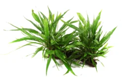 XL Wurzel Mit Javafarn / Microsorum Pteropus Auf Wurzel Gr. XL