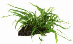 Wurzel Mit Schmalblättrigem Javafarn / Microsorum Pteropus Narrow Auf Wurzel