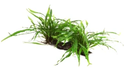 XL Wurzel Mit Schmalblättrigem Javafarn / Microsorum Pteropus Narrow Auf Wurzel