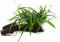 Wurzel+Saugnapf Mit Schmalblättrigem Javafarn / Microsorum Pt. Narrow Auf Wurzel+Sauger