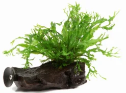 Nano-Wurzel+Saugnapf Mit Javafarn Windelov /Microsorum Pt. Windelov Auf Wurzel+Sauger