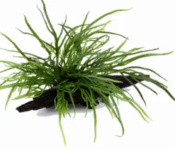 Wurzel Mit Trident Javafarn / Microsorum Pteropus Trident