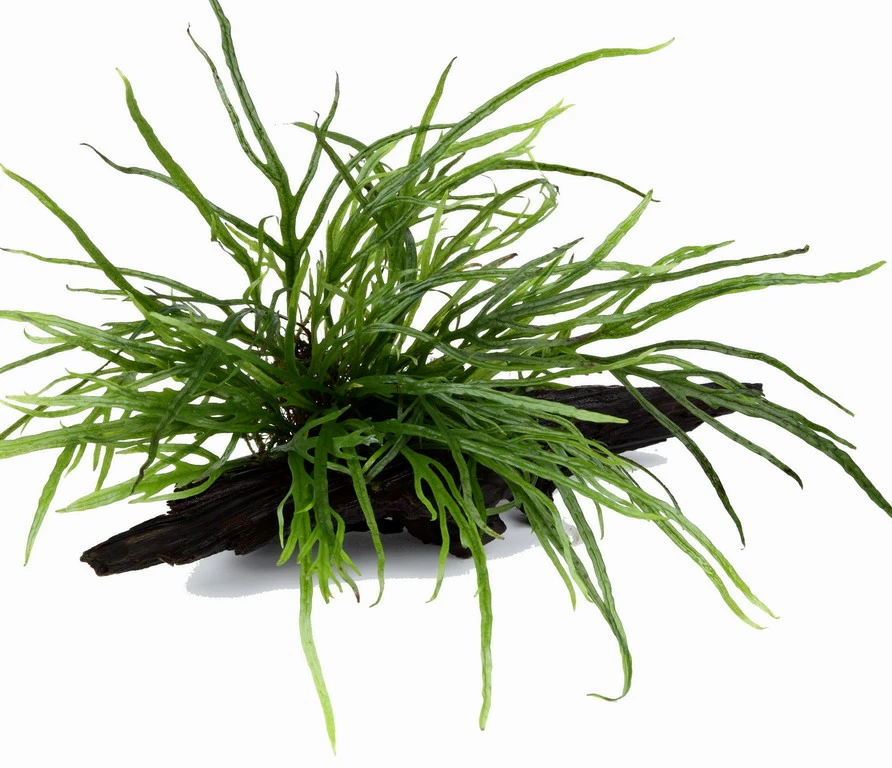 Wurzel Mit Trident Javafarn / Microsorum Pteropus Trident 3 Wurzel Mit Trident Javafarn / Microsorum Pteropus Trident