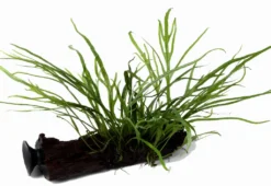 Wurzel+Saugnapf Mit Trident Javafarn / Microsorum Pt. Auf Wurzel+Sauger