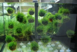 Biosphären - Ball Mit Javamoos - Grüne See-Minen, Moos