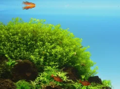 *NEU* Quirlblättriges Perlenkraut / Hemianthus Glomeratus 13 *NEU* Quirlblättriges Perlenkraut / Hemianthus Glomeratus -Hobby || DENNERLE || Flamingo Verkäufe 943DE 1 10