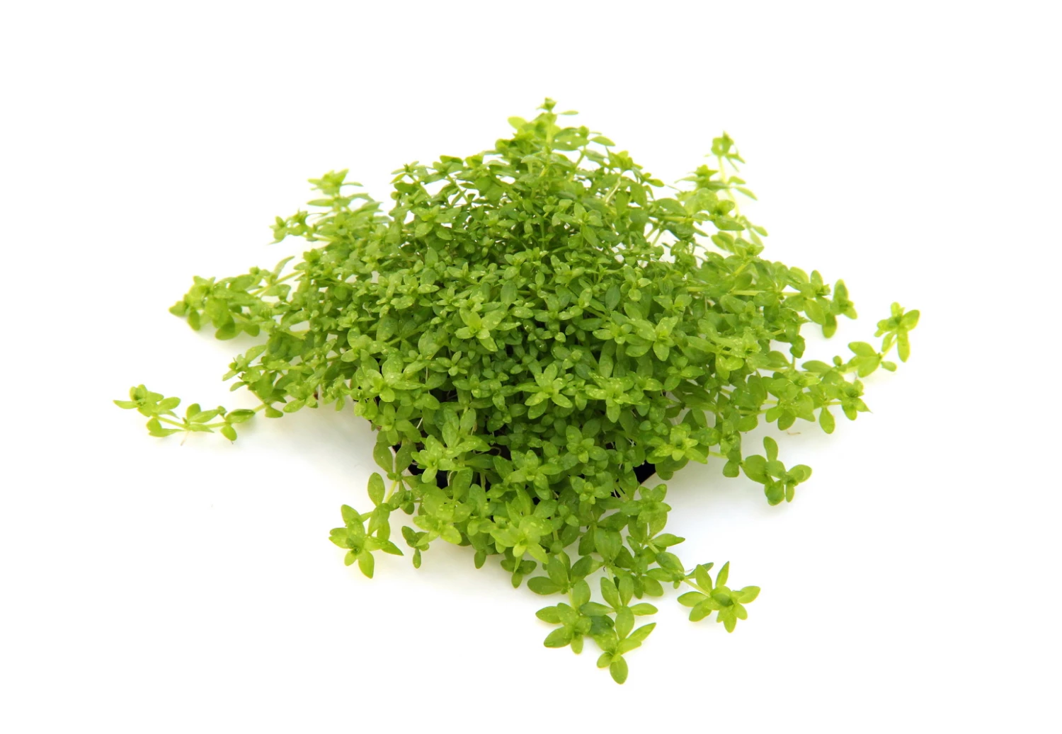 *NEU* Quirlblättriges Perlenkraut / Hemianthus Glomeratus 4 *NEU* Quirlblättriges Perlenkraut / Hemianthus Glomeratus – Bild 2