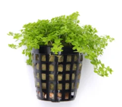 *NEU* Quirlblättriges Perlenkraut / Hemianthus Glomeratus 10 *NEU* Quirlblättriges Perlenkraut / Hemianthus Glomeratus -Hobby || DENNERLE || Flamingo Verkäufe 943DE 1 4