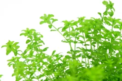 *NEU* Quirlblättriges Perlenkraut / Hemianthus Glomeratus 11 *NEU* Quirlblättriges Perlenkraut / Hemianthus Glomeratus -Hobby || DENNERLE || Flamingo Verkäufe 943DE 1 6