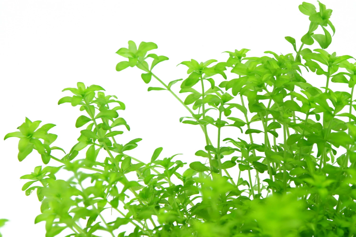 *NEU* Quirlblättriges Perlenkraut / Hemianthus Glomeratus 6 *NEU* Quirlblättriges Perlenkraut / Hemianthus Glomeratus – Bild 4