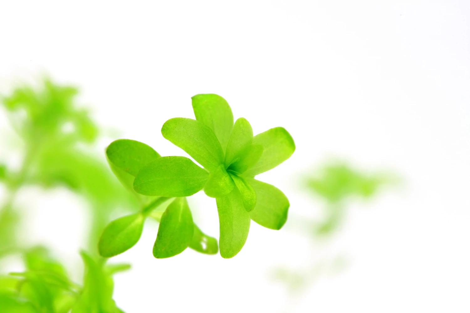 *NEU* Quirlblättriges Perlenkraut / Hemianthus Glomeratus 7 *NEU* Quirlblättriges Perlenkraut / Hemianthus Glomeratus – Bild 5