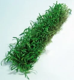 Lilaeopsis Brasiliensis Stretchpad / Brasilianische Graspflanze - Dichte Matte 18 X 3 Cm