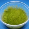 XL In-Vitro Kriechendes Stumpfdeckelmoos (Nano Moss) / Amblystegium Serpens Im Moos XL-Cup