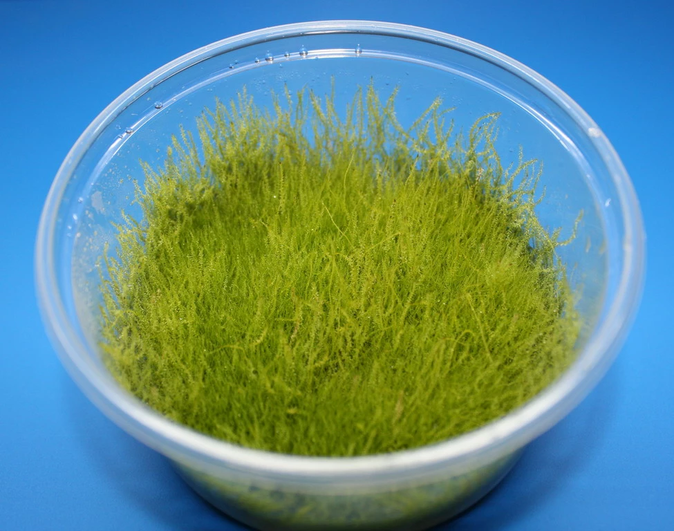XL In-Vitro Kriechendes Stumpfdeckelmoos (Nano Moss) / Amblystegium Serpens Im Moos XL-Cup 3 XL In-Vitro Kriechendes Stumpfdeckelmoos (Nano Moss) / Amblystegium Serpens Im Moos XL-Cup