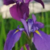Japanische Sumpf-Schwertlilie / Iris Kaempferi Blau 2 Japanische Sumpf-Schwertlilie / Iris Kaempferi Blau -Hobby || DENNERLE || Flamingo Verkäufe B 013BA 1 1