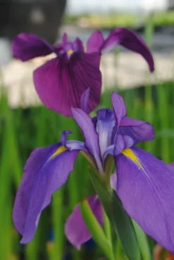 Japanische Sumpf-Schwertlilie / Iris Kaempferi Blau
