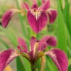Rote Sumpfschwertlilie 'Kermesina' / Iris Versicolor 'Kermesina' Rot Im 9x9 Cm Topf 1 Rote Sumpfschwertlilie 'Kermesina' / Iris Versicolor 'Kermesina' Rot Im 9x9 Cm Topf -Hobby || DENNERLE || Flamingo Verkäufe B 024BA 1 2