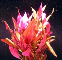 MUTTERPFLANZE Rosablättriges Papageienblatt / Alternanthera Reineckii PINK - Roseafolia -Hobby || DENNERLE || Flamingo Verkäufe B006PP 1 2