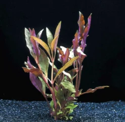 MUTTERPFLANZE Rosablättriges Papageienblatt / Alternanthera Reineckii PINK - Roseafolia -Hobby || DENNERLE || Flamingo Verkäufe B006PP 1 3