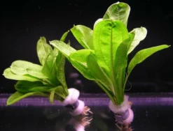 Samolus Schwertpflanze / Echinodorus Pariflorus TROPICA