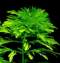 Kleine Ambulia - Blütenstielloser Sumpffreund / Limnophila Sessiliflora -Hobby || DENNERLE || Flamingo Verkäufe B056PP 1 2