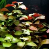 Rote Ludwigia / Ludwigia Repens Im Topf 2 Rote Ludwigia / Ludwigia Repens Im Topf -Hobby || DENNERLE || Flamingo Verkäufe B058PP 1