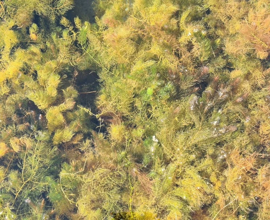 Hornkraut - Raues Hornblatt / Ceratophyllum Demersum 3 Hornkraut - Raues Hornblatt / Ceratophyllum Demersum